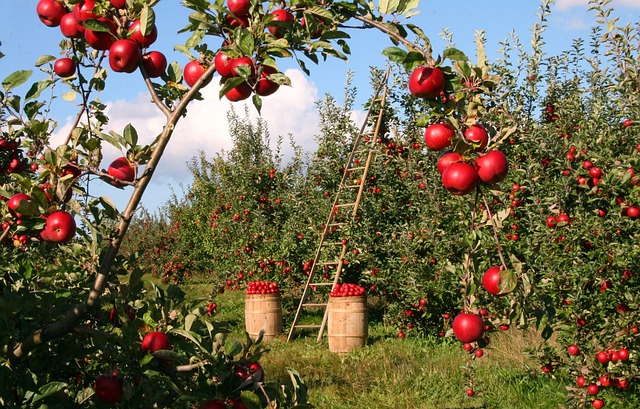 Smukke og produktive æbletræer i krukker